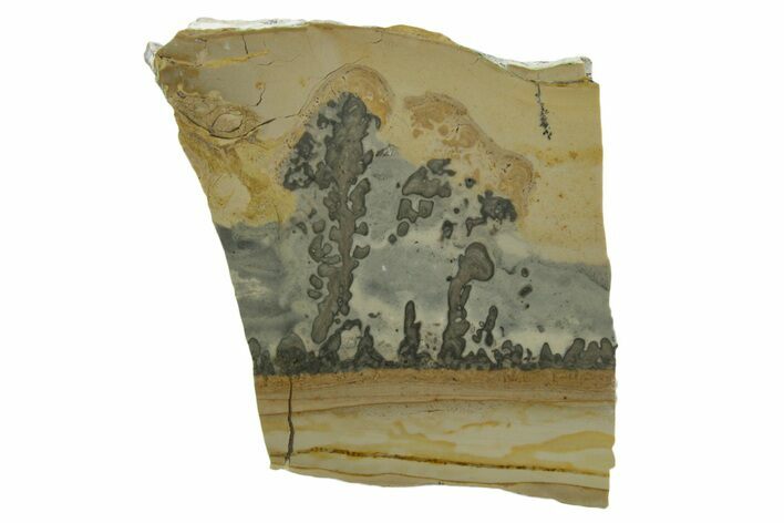 Triassic Aged Stromatolite Fossil - England #349922
